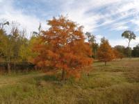 Orange Fall Leaves