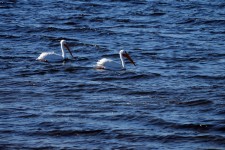 Pair Of White Pelicans Swimming