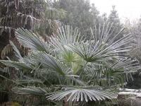 Frosted Palm