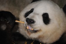 Panda Bear Enjoying Bamboo