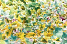 Pastel Spread Of Leaves