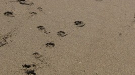 Paw Prints In Wet Sand
