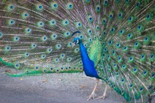 Peacock Strutting Feathers