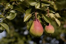 Pear On Tree