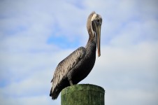 Pelican In The Wild