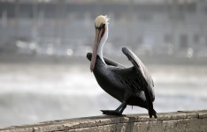 Pelican Readying For Flight