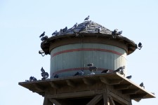 Pigeons On Water Tower