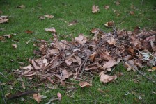 Pile Of Leaves