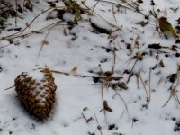 Pine Cone Covered In Snow