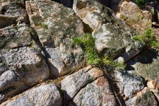 Pine Tree Grows In Rock