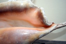 Pink Interior Of Large Sea Shell