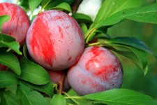 Plump Red Plums