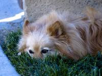 Pomeranian Lying In Grass