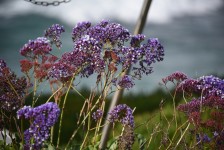 Purple Meadow Flowers
