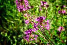 Purple Mountain Flower
