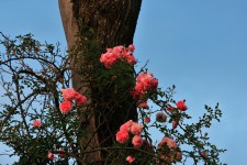 Rambling Rose Against Dead Tree