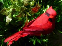 Red Cardinal In Xmas Tree