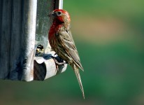 Red Headed Finch