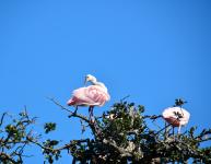 Roseated Spoonbill