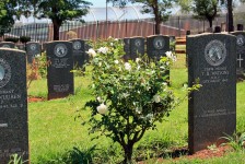 Rosebush Between Graves
