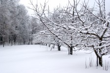 Row Of Winter Trees