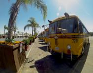 Row Of Yellow School Buses