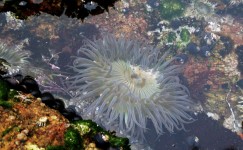 Sea Anemone In Tidepool
