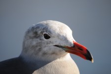 Sea Gull Face