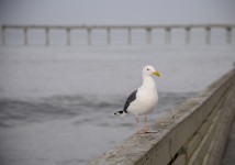 Sea Gull On Pier