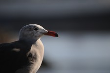 Sea Gull Profile