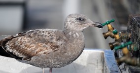 Seagull Drinking From Faucet