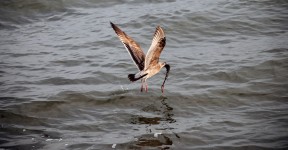 Seagull Flying Beakful Of Food