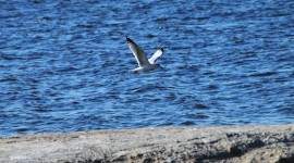 Seagull Flying Over Salton Sea