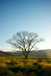 Single Tree In Nevada Wilderness