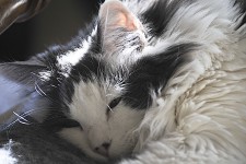 Sleeping Longhair Cat