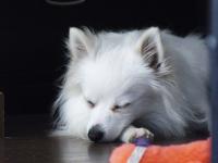 Sleeping White Pomeranian