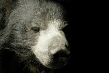 Sloth Bear Portrait