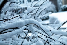 Snow Covered Branches - 01