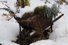 Snowy Rusty Wheelbarrow