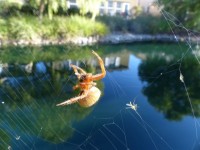Spider Catching Lunch