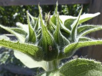 Spiky Sunflower Bud