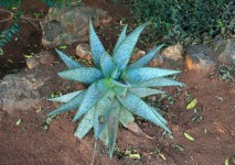 Spiny Succulent