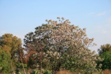 Syringa Tree In Bloom