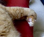 Tabby Cat Crossed Paws