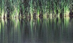 Tall Grass Reflecting In Water