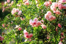 Tender Pink Rambling Rose