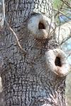 Tree Knot Holes