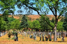 Trees & Graves In Military Cemetery