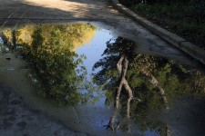 Trees Reflected In Water