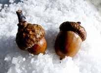 Two Acorns In Snow